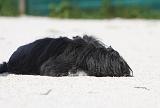 PETIT CHIEN LION 237